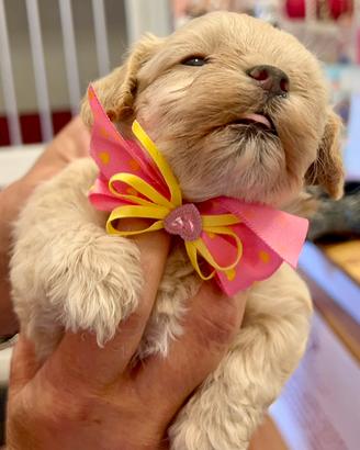 Cuccioli Maltipoo