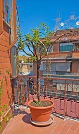 Albero di Susino in vaso (9 anni)