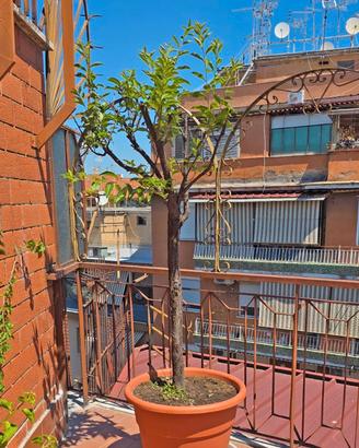 Albero di Susino in vaso (9 anni)