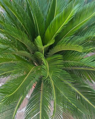 cicas cycas