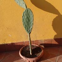 Fico d'india