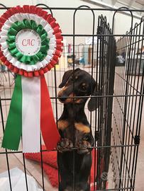 Bassotto kaninchen monte