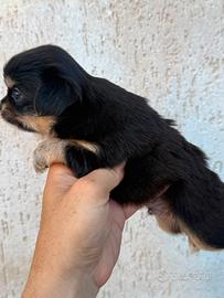 Chihuahua