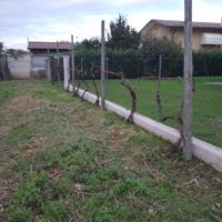 PIANTE UVA BIANCA TOCAI 