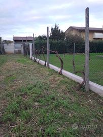 PIANTE UVA BIANCA TOCAI 