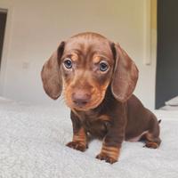 JUNIOR Bassotto Nano -pagamento rateizzabile