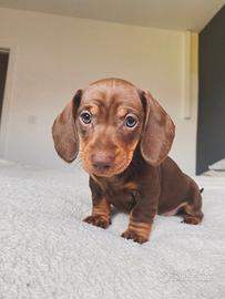 JUNIOR Bassotto Nano -pagamento rateizzabile