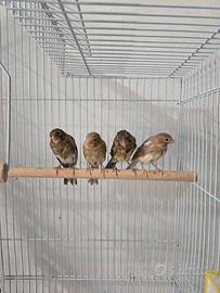 Canarini Timbrado (2 femmine rimaste)