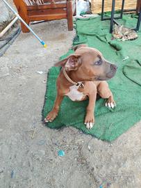Pitt bull