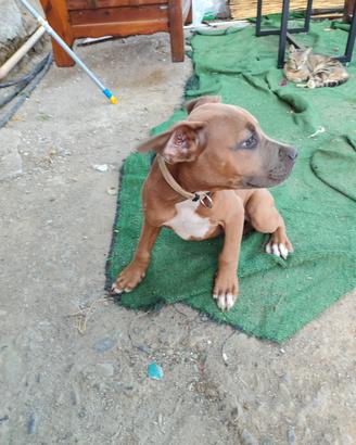 Pitt bull