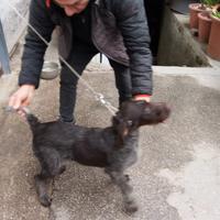 Cucciolo di cane da ferma caccia