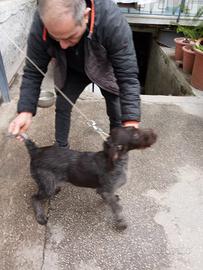 Cucciolo di cane da ferma caccia