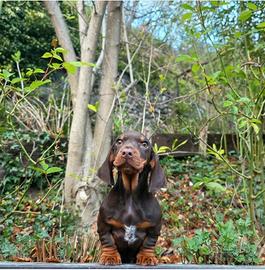 Cuccioli bassotto cioccolato PEDIGREE ALLEVAMENTO