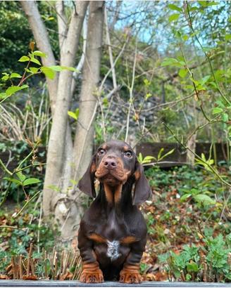 Cuccioli bassotto cioccolato PEDIGREE ALLEVAMENTO