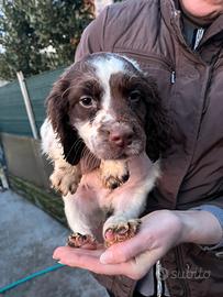 Cucciolo di springer