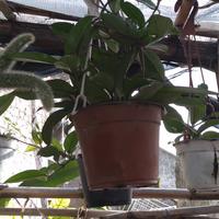 giardino fai da pianta grassa te