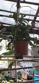 giardino fai da pianta grassa te