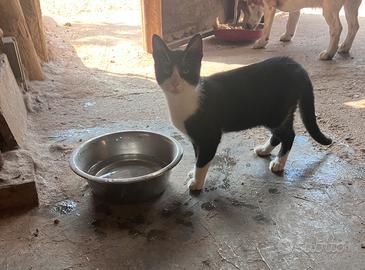 Ragalo gattini