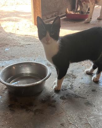 Ragalo gattini