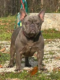 Bulldog Francese Blue