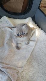 Gatto persiano, cuccioli persiani