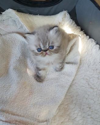 Gatto persiano, cuccioli persiani