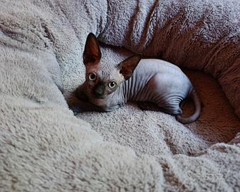 Cuccioli di Canadian sphynx