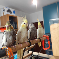 Calopsite allevate a mano vari colori