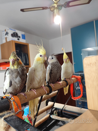 Calopsite allevate a mano vari colori