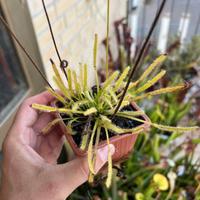 Drosera capensis Alba pianta carnivora