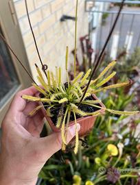 Drosera capensis Alba pianta carnivora