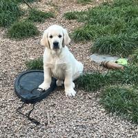Cuccioli di golden retriever con pedigree