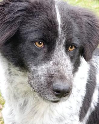 Heidi giovanissima mix border-maremmano