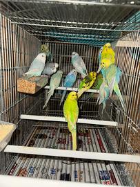 Cocorite, pappagalli