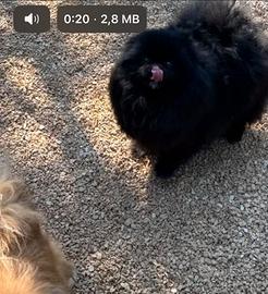 Volpini di pomerania