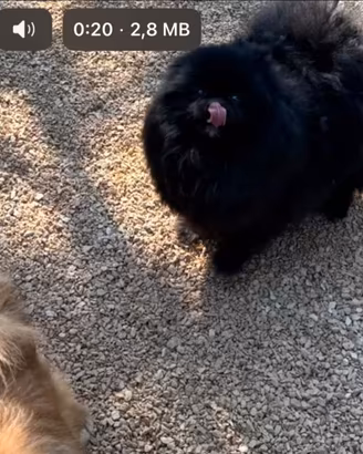Volpini di pomerania