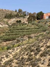 Terreno uliveto e casa