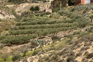 Terreno uliveto e casa
