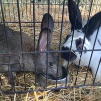 Conigli Gigante Pezzato Tedesco