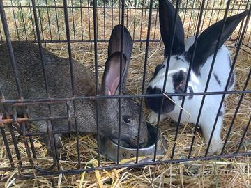 Conigli Gigante Pezzato Tedesco