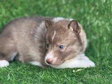 Husky