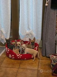 Cuccioli con pedigree