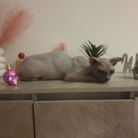 Gatti sphynx con pedigree