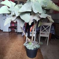 Pianta grassa Kalanchoe Beharensis bicefala