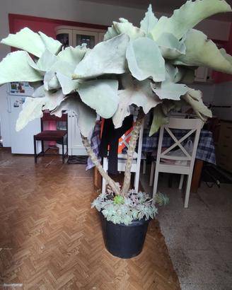 Pianta grassa Kalanchoe Beharensis bicefala