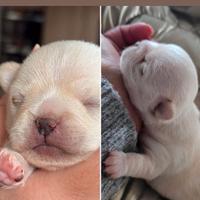 Chihuahua bianco pelo corto pedigree