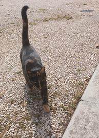 gattina 1 anno sterilizzata