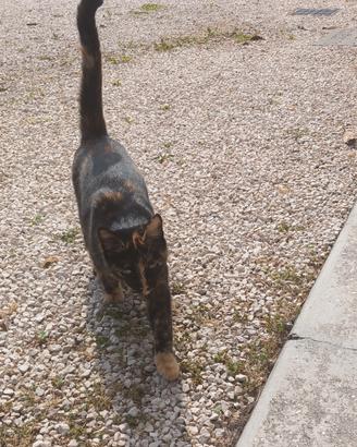 gattina 1 anno sterilizzata