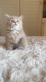 Gatto Siberiano