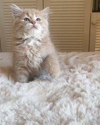 Gatto Siberiano